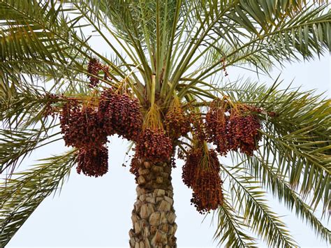 Growing Date Palms .
